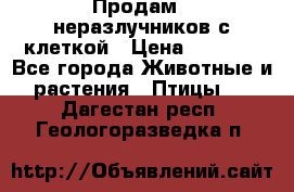 Продам 2 неразлучников с клеткой › Цена ­ 2 500 - Все города Животные и растения » Птицы   . Дагестан респ.,Геологоразведка п.